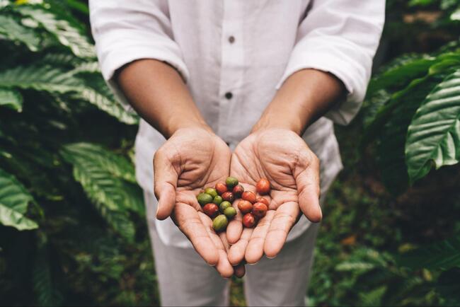 cafe-especial-e-sustentabilidade