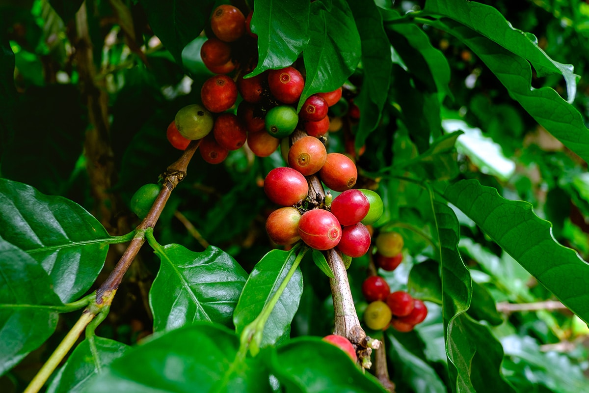 cafe-e-sustentabilidade