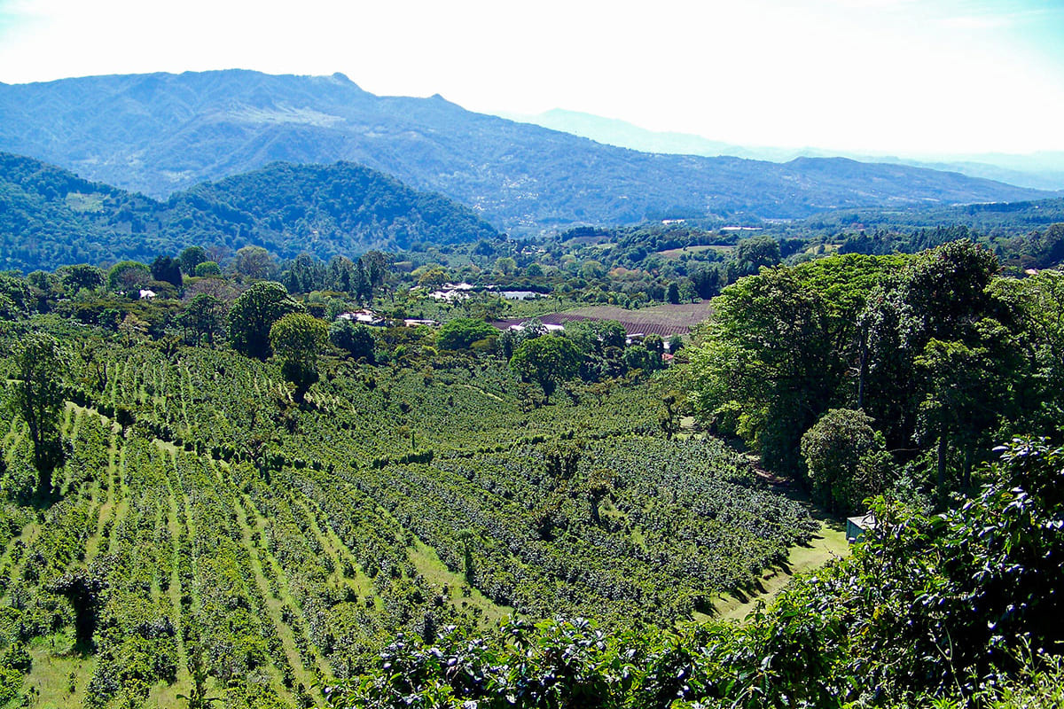 historia-da-plantacao-de-cafe