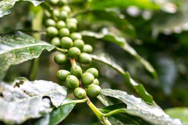 vantagens-do-cafe-fabricado-no-brasil